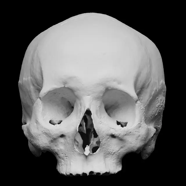 Human skull — modelo 3D