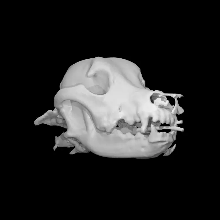 Dog skull — modelo 3D