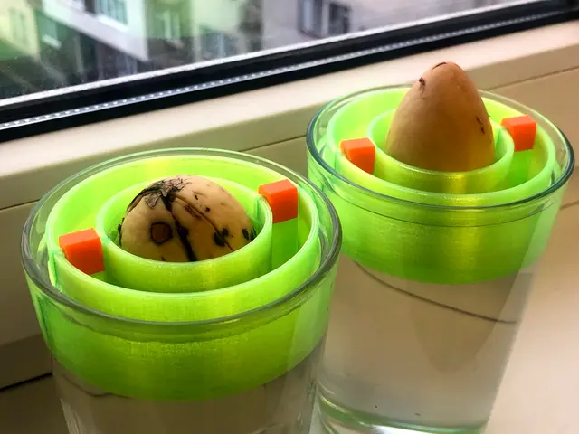 Avocado seed floater — modelo 3D