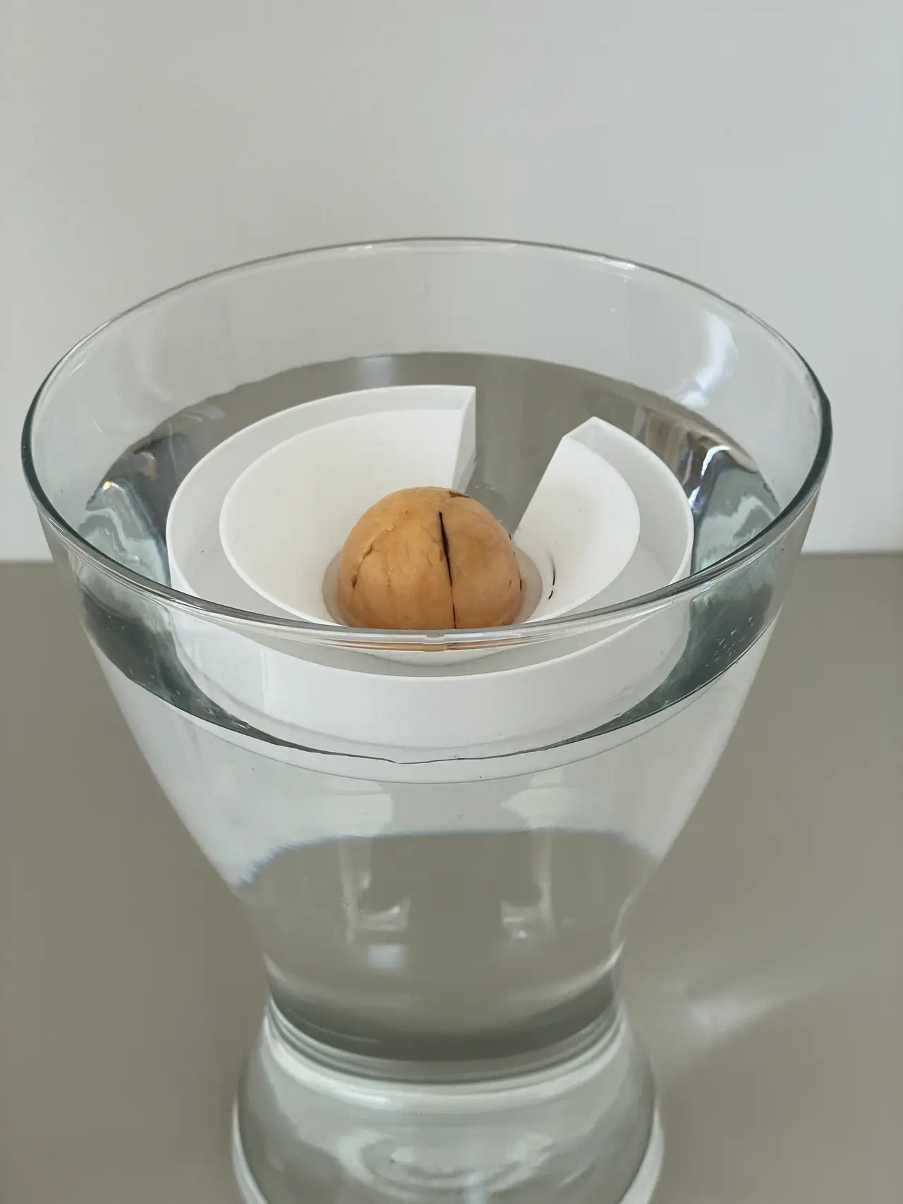 Avocado Float - grow Avocado from seed — modelo 3D