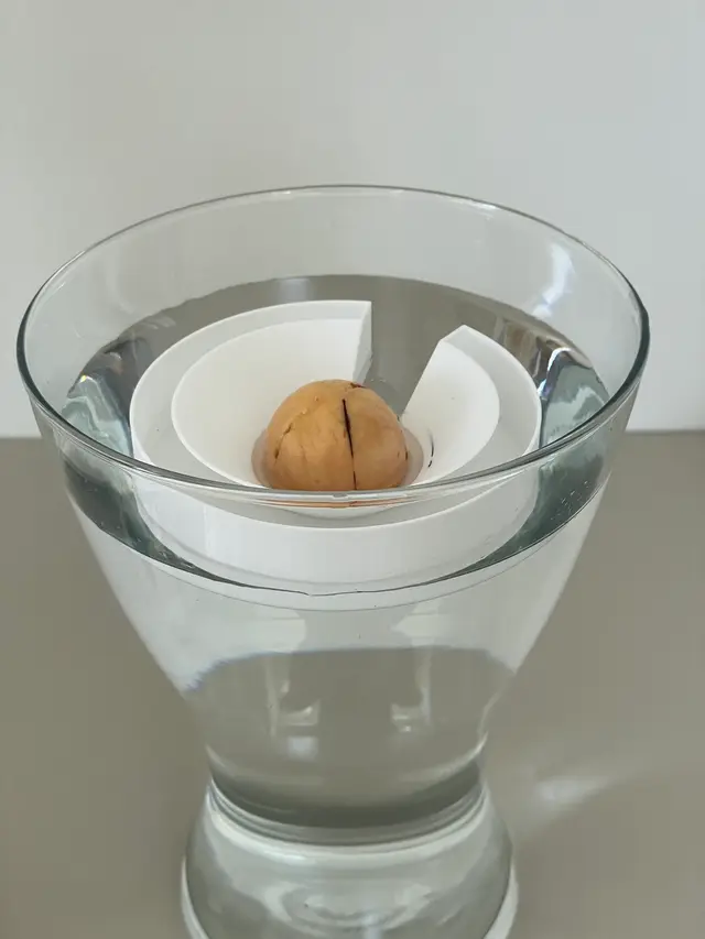 Avocado Float - grow Avocado from seed — modelo 3D