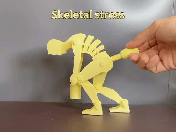 Medical/Teaching Bone Pressure Props — modelo 3D