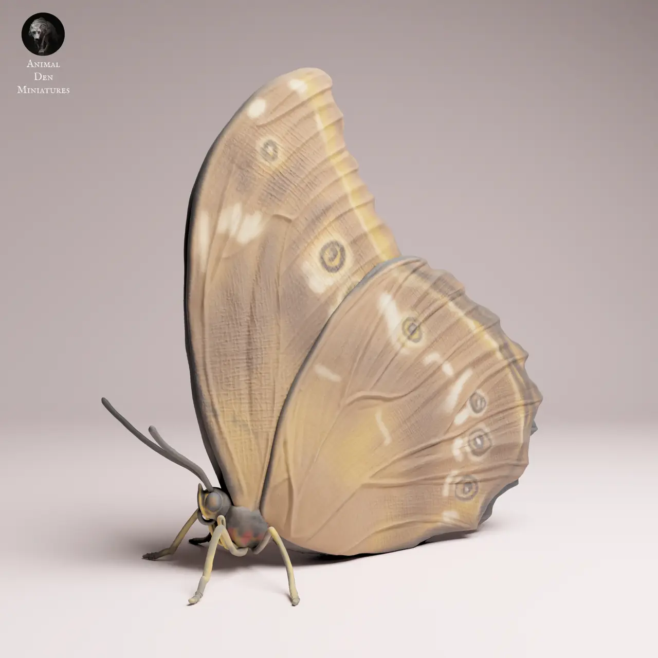 Blue Morpho Butterfly closed wings — modelo 3D