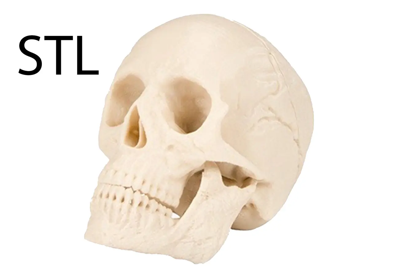 skull 3d print human 3D print model — modelo 3D