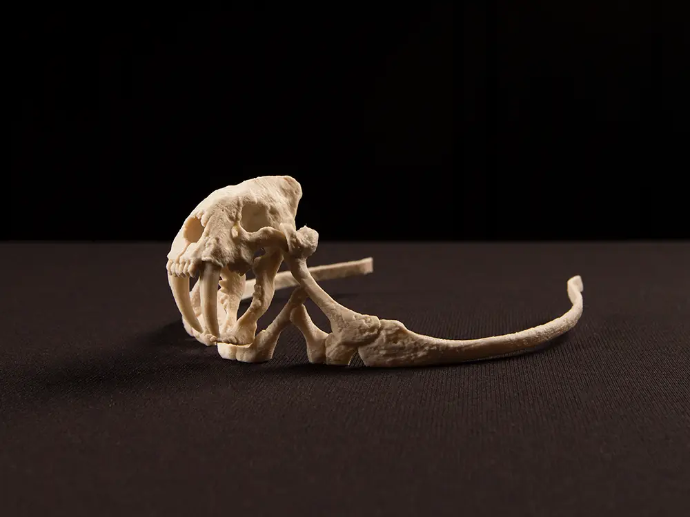Storied Skulls Crown and Tiara — modelo 3D