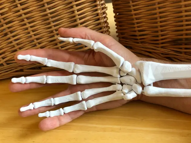 Full Size Anatomically Correct Human Hand Model — modelo 3D