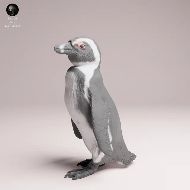 African Penguin — modelo 3D