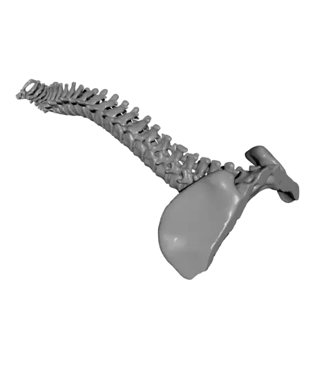 Vertebral Stacking Blocks — modelo 3D