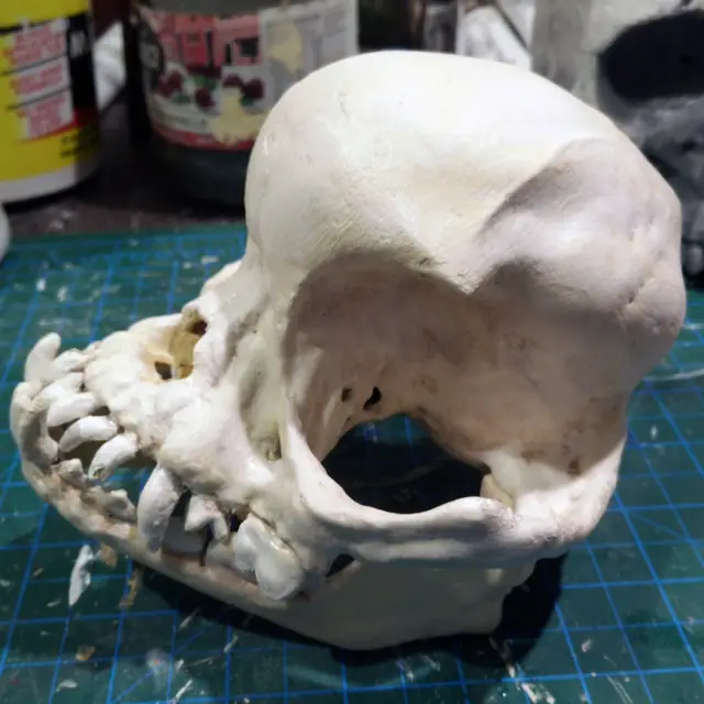 Pug skull — modelo 3D