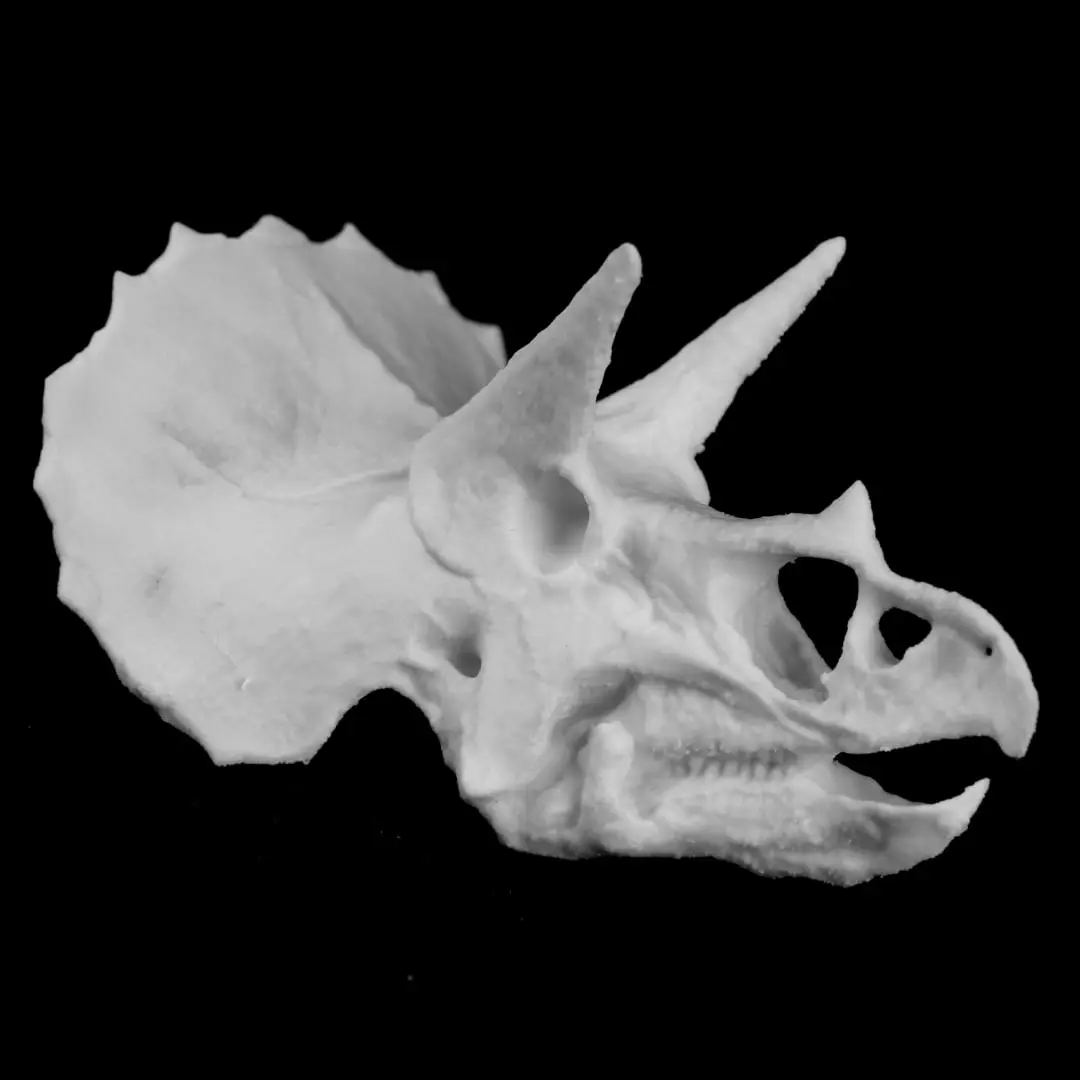 Triceratops Skull in Colorado, USA — modelo 3D