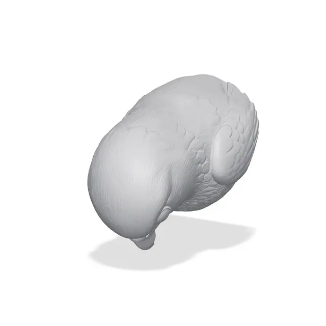 Falcon Bust 3D Print STL — modelo 3D