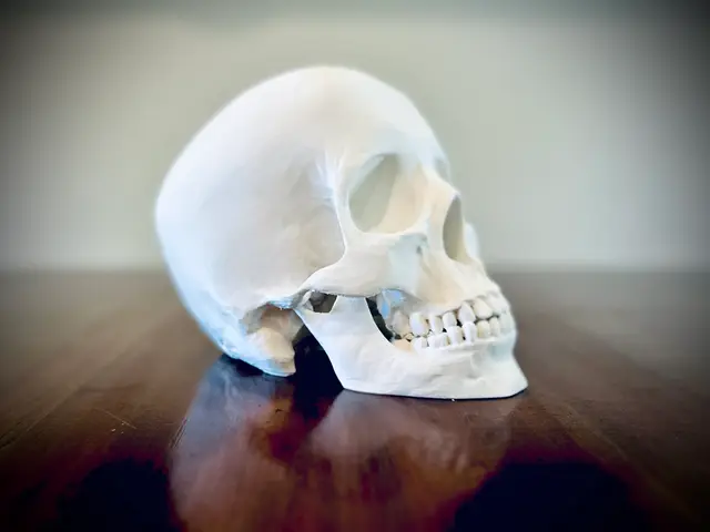 Human Skull — modelo 3D