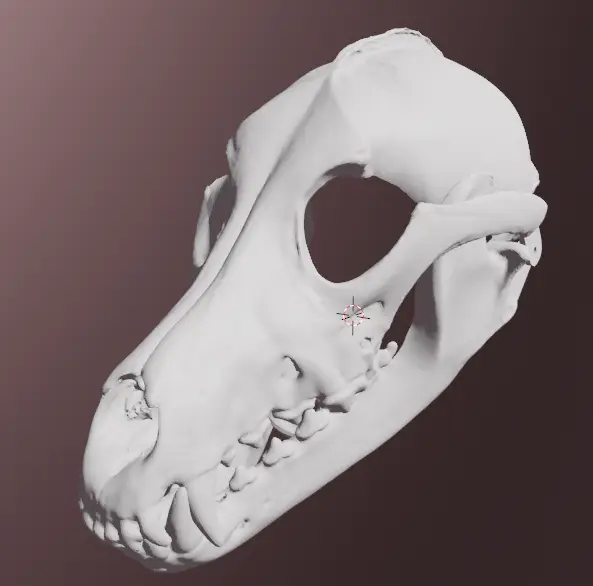 Grey wolf skull mask — modelo 3D