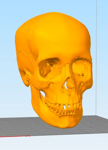 Skull — modelo 3D