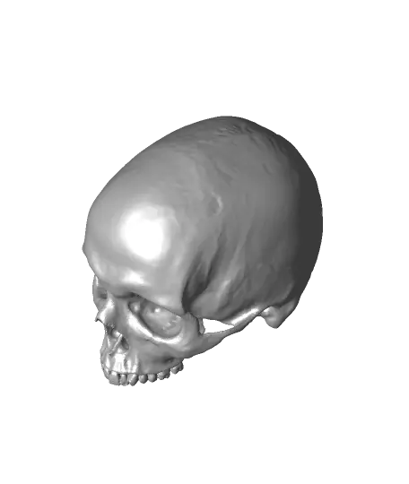 skull with mandibule — modelo 3D