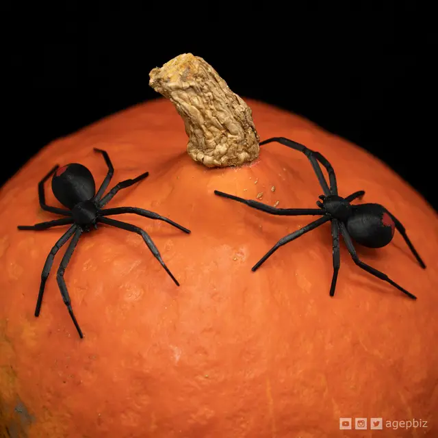 Black Widow Spider — modelo 3D