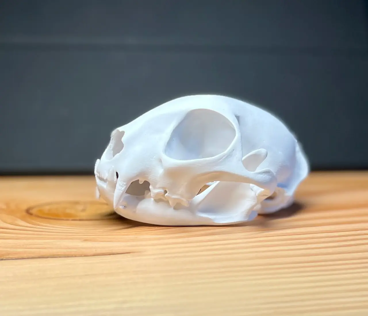 Skull of an European wild cat (Felis silvestris) — modelo 3D