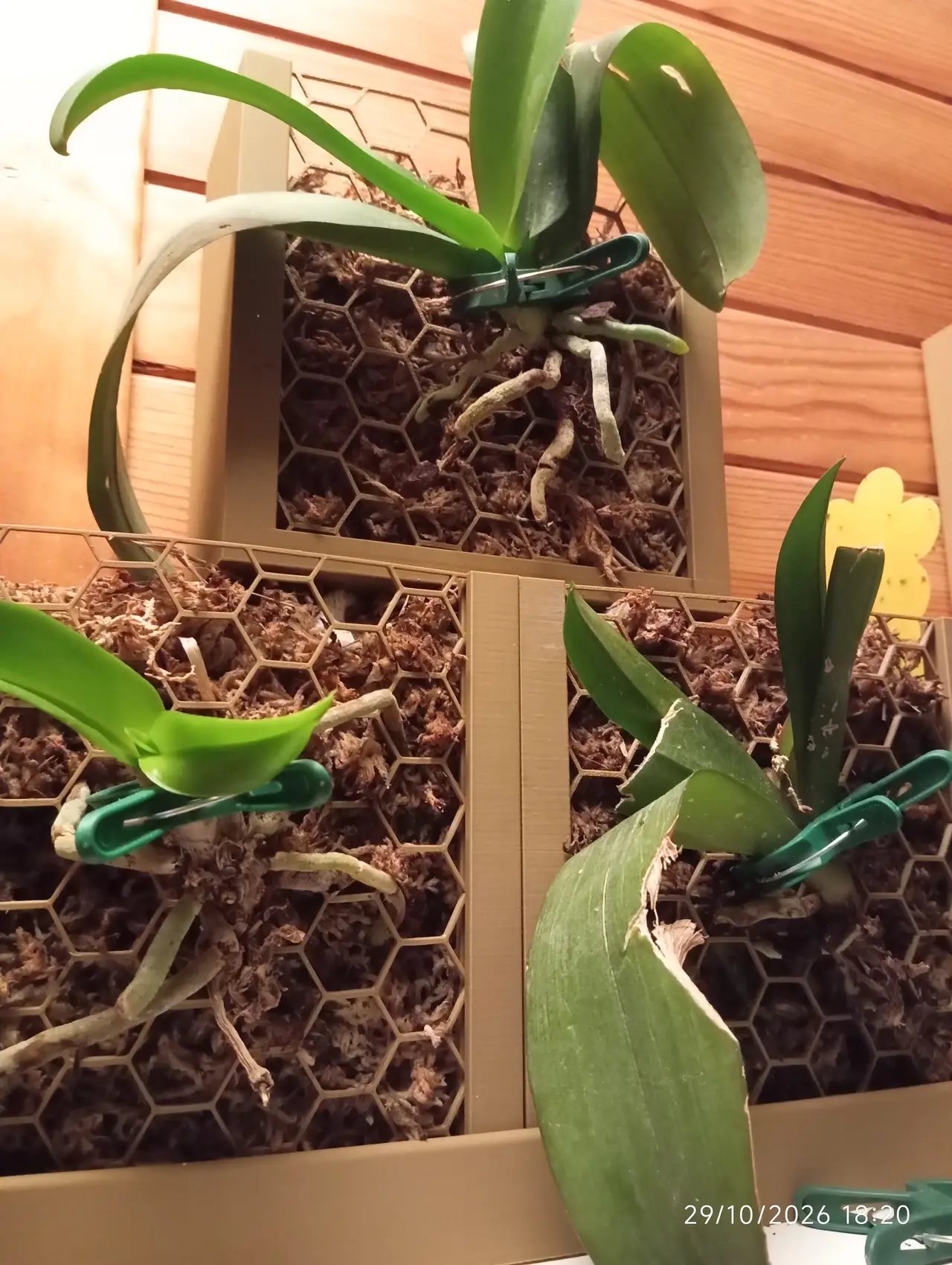 support orchidee — modelo 3D