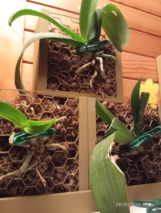 support orchidee — modelo 3D