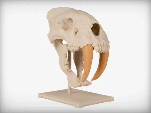 Saber-Toothed Cat Skull — modelo 3D
