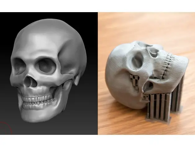 Skull — modelo 3D