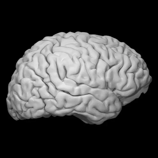 Brain — modelo 3D