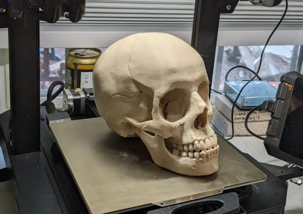 Human Skull, Anatomically Correct — modelo 3D