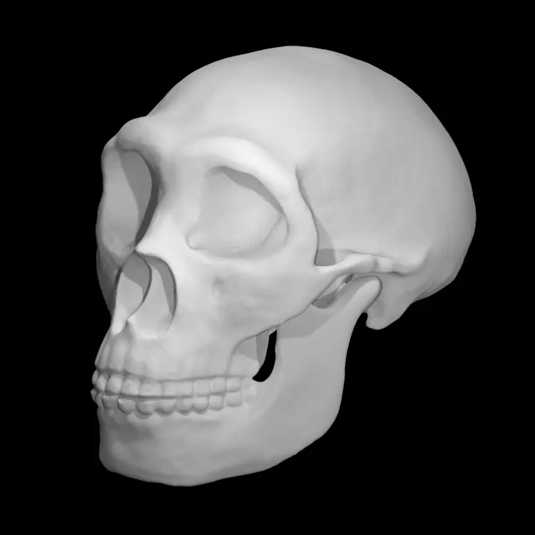 Neanderthal skull — modelo 3D