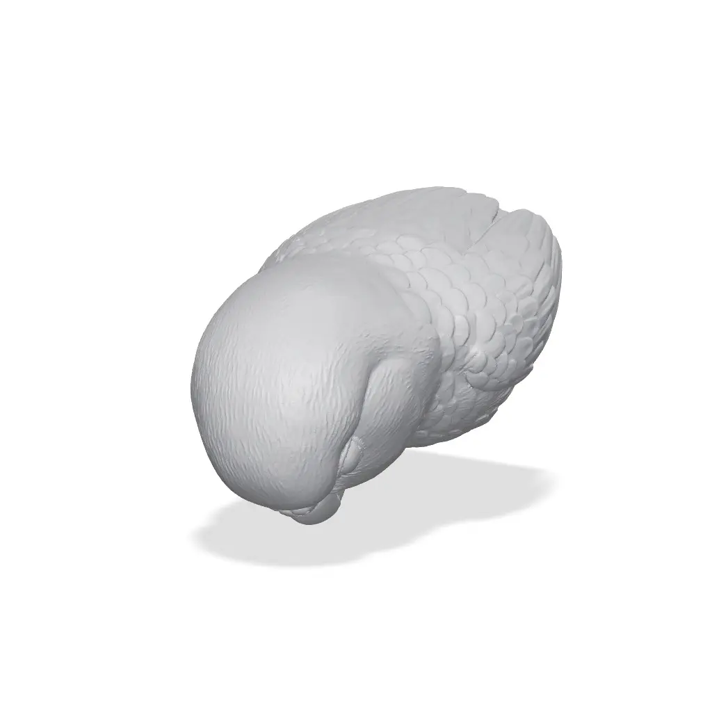 Parakeet Bust 3D Print STL — modelo 3D