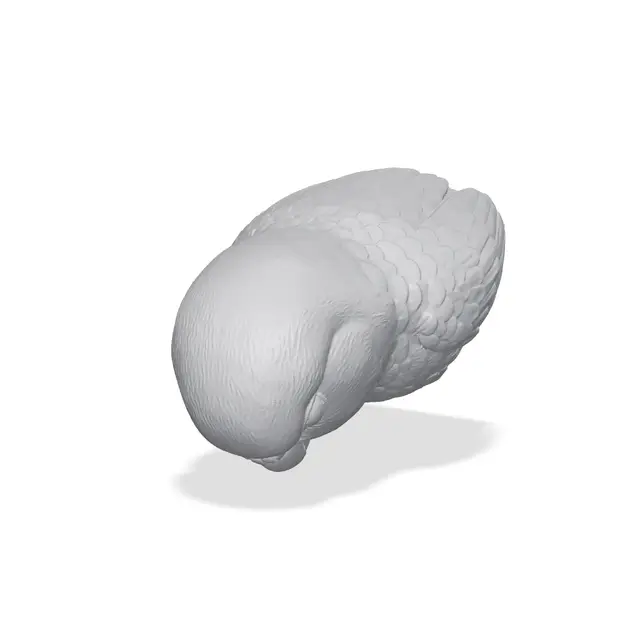 Parakeet Bust 3D Print STL — modelo 3D