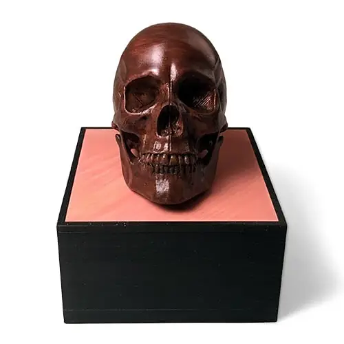 Anatomical Human Male Skull(updated 11/7/2020) — modelo 3D