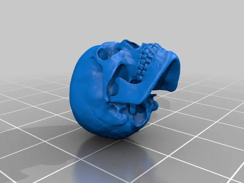 Human skull — modelo 3D