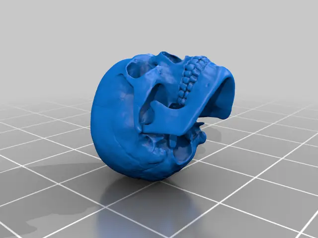 Human skull — modelo 3D