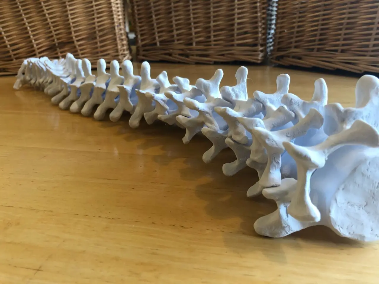 Full-sized Anatomically Correct Articulating Spine — modelo 3D