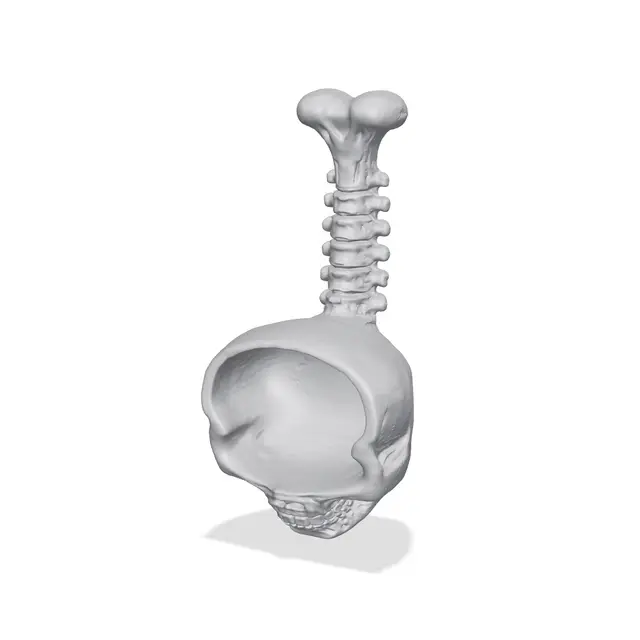 Spooky Skull Pet Scoop- Halloween Dog & Cat Feeder — modelo 3D