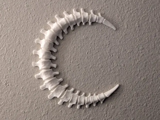 Spinal Moon Wall Decoration - 2 Hour Print — modelo 3D