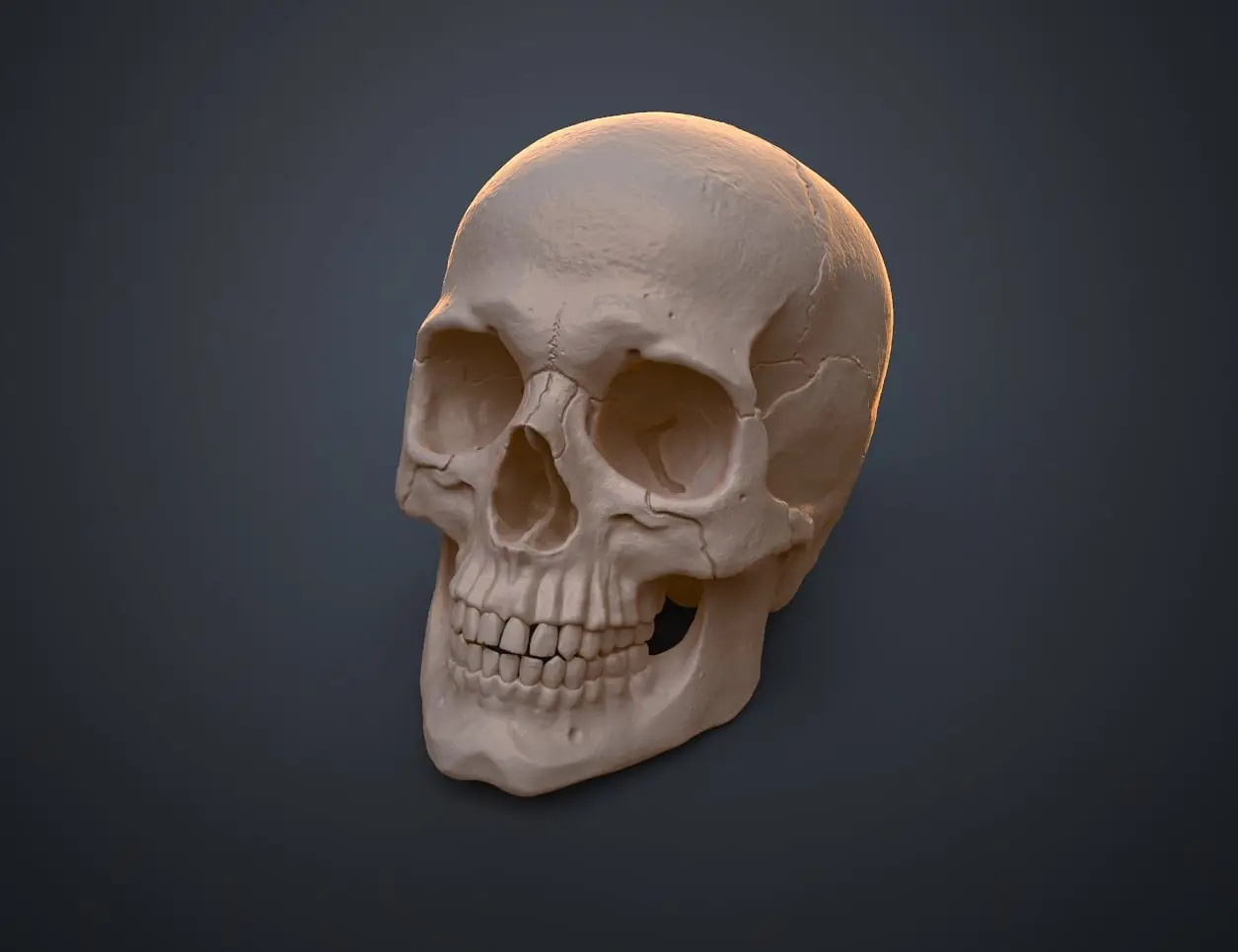 Anatomically Correct Human Skull (Homo Sapiens Sapiens) — modelo 3D