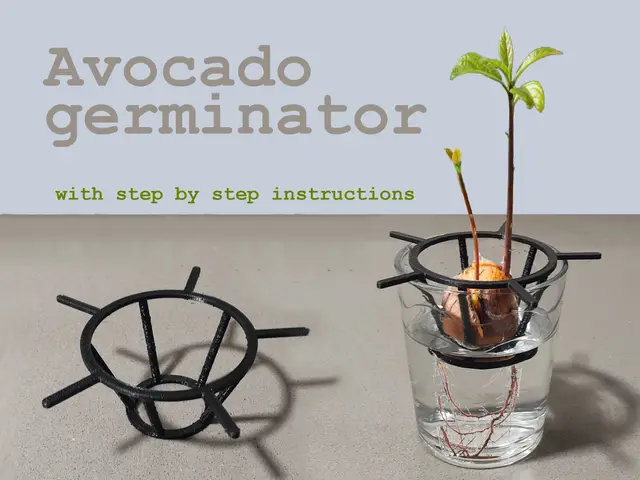 Avocado germinator — modelo 3D