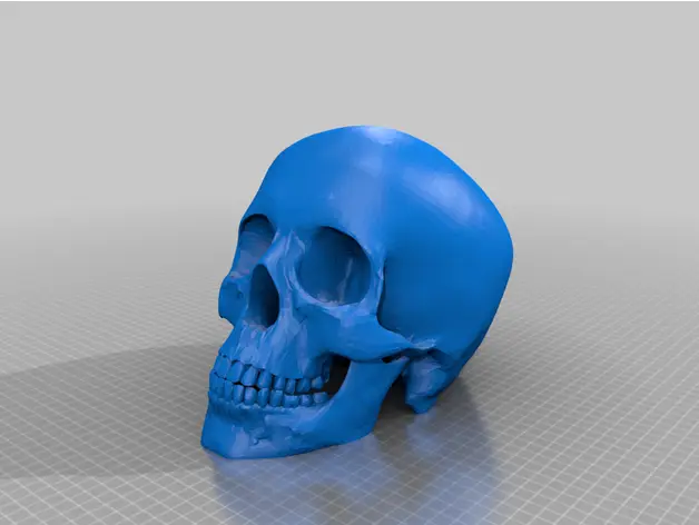 Skull — modelo 3D