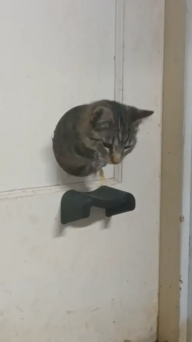 Cat Step — modelo 3D