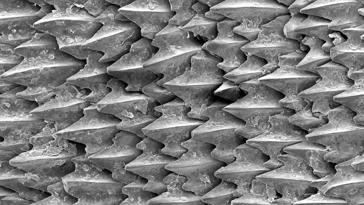 Shark Skin Denticle Layout — modelo 3D