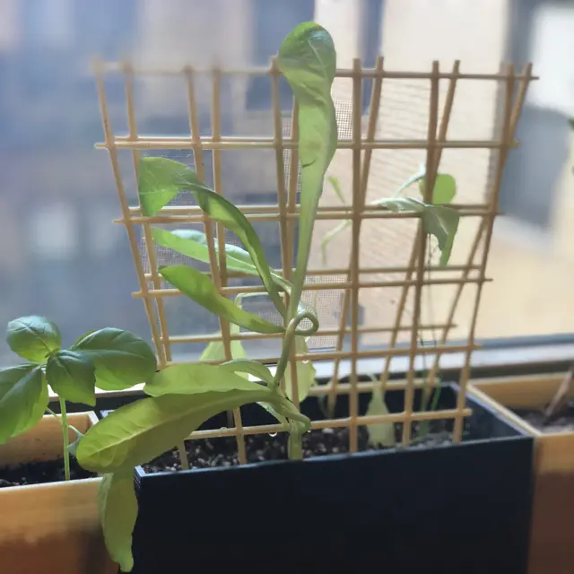 Garden Trellis for Window Boxes and More — modelo 3D