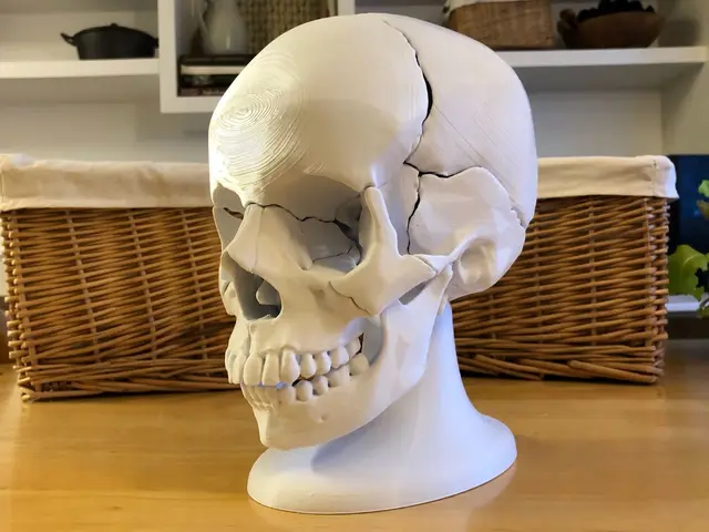 Full Size Anatomically-Correct 18-Piece Magnetic Human Skull Model — modelo 3D