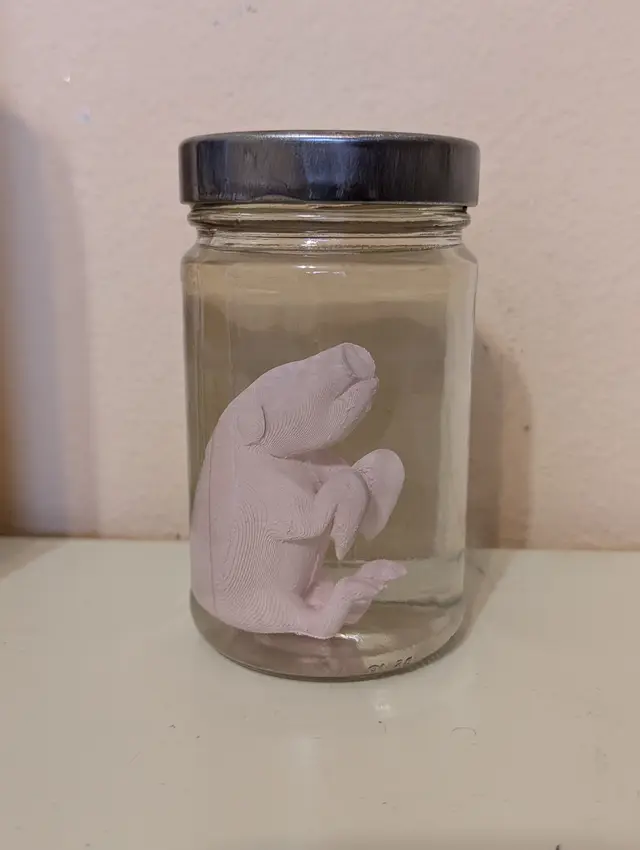 Pig fetus lab sample — modelo 3D