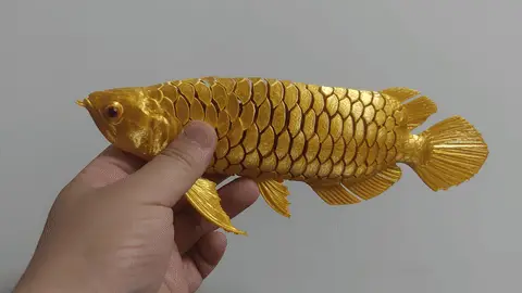 Arowana — modelo 3D