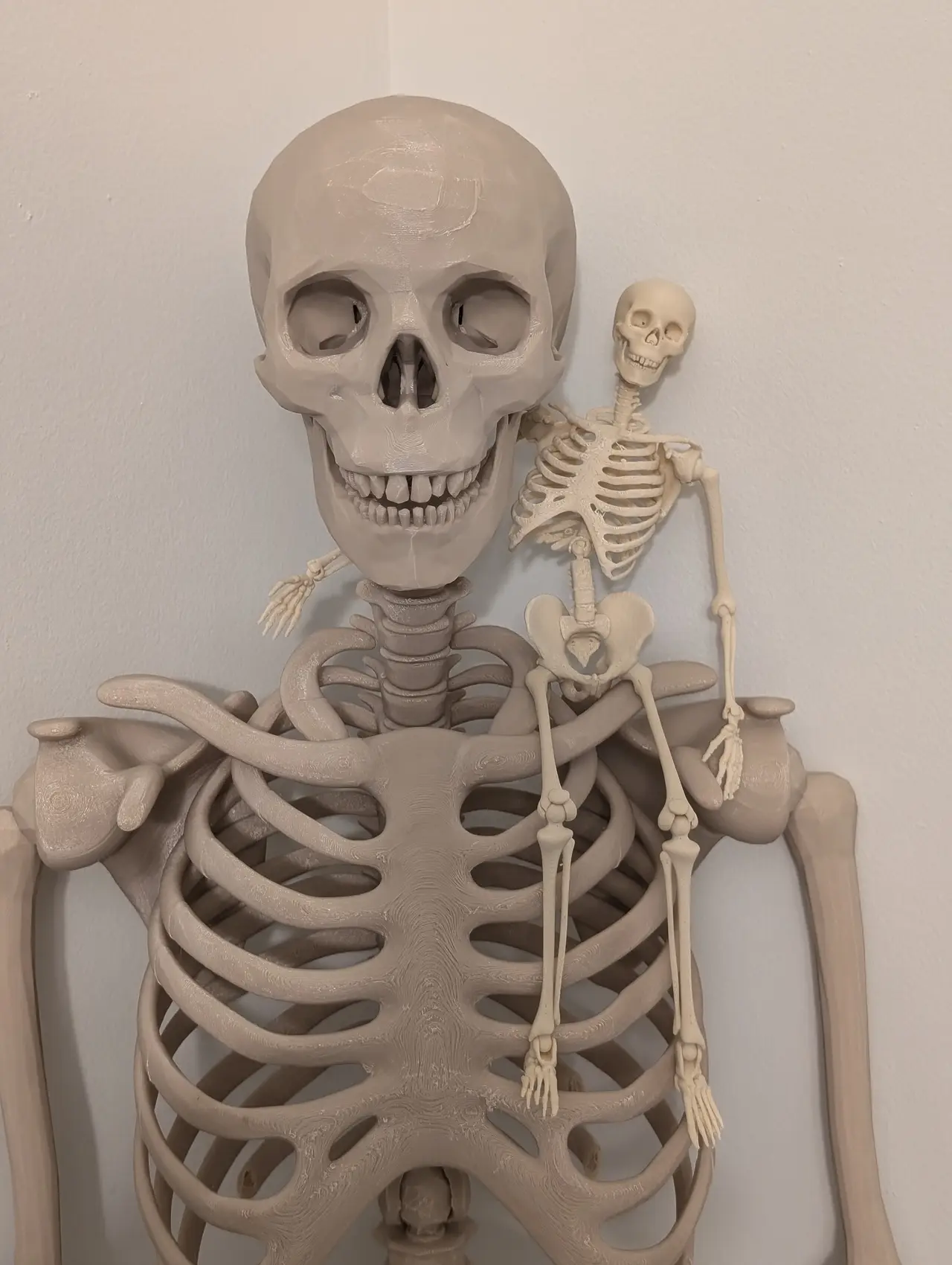 Articulated Skeleton — modelo 3D