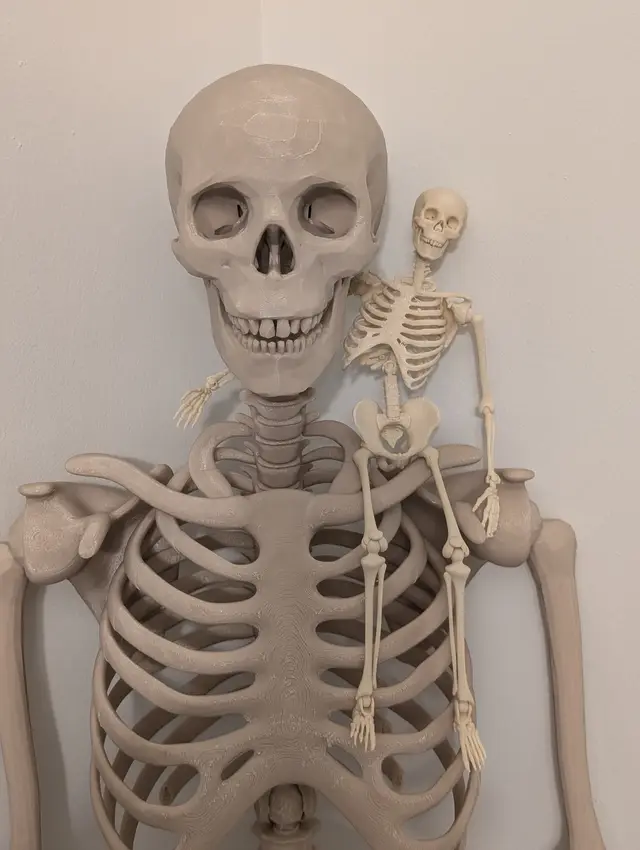 Articulated Skeleton — modelo 3D