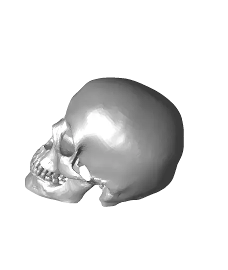 Skull — modelo 3D