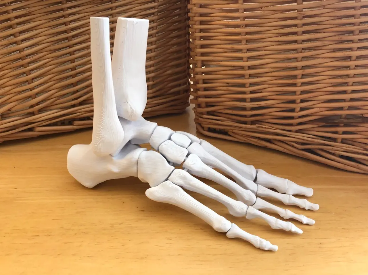 Full Size Anatomically Correct Human Foot Model — modelo 3D