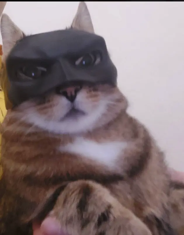 Bat-cat Batman cat mask — modelo 3D